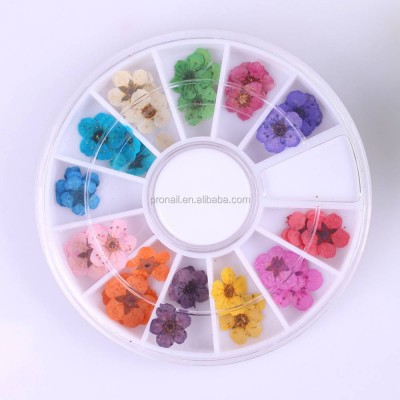 Ready To Ship Natural 3d 12 Colors Nail Art Decoration Dry Flowers